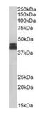 HLA class I histocompatibility antigen, B-81 alpha chain antibody, orb318746, Biorbyt, Western Blot image 