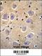 Shisa Family Member 6 antibody, 56-112, ProSci, Immunohistochemistry frozen image 