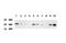 Proteasome Subunit Alpha 6 antibody, LS-C799243, Lifespan Biosciences, Western Blot image 