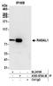 RasGAP-activating-like protein 1 antibody, A305-876A-M, Bethyl Labs, Immunoprecipitation image 