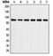 Heat Shock Protein 90 Alpha Family Class A Member 1 antibody, orb214065, Biorbyt, Western Blot image 