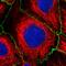 Protein Smaug homolog 1 antibody, HPA065309, Atlas Antibodies, Immunocytochemistry image 