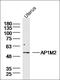 Adaptor Related Protein Complex 1 Subunit Mu 2 antibody, orb155673, Biorbyt, Western Blot image 