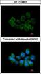 Syntaxin 5 antibody, LS-B10857, Lifespan Biosciences, Immunocytochemistry image 