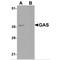 PAXIP1-associated protein 1 antibody, MBS151085, MyBioSource, Western Blot image 