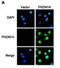 PR/SET Domain 14 antibody, abx026617, Abbexa, Immunofluorescence image 