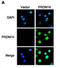 PR domain zinc finger protein 14 antibody, abx026617, Abbexa, Immunofluorescence image 