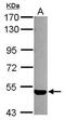 Sphingosine-1-Phosphate Receptor 3 antibody, PA5-28762, Invitrogen Antibodies, Western Blot image 