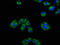 NPHS1 Adhesion Molecule, Nephrin antibody, LS-C370062, Lifespan Biosciences, Immunofluorescence image 