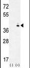 Galactokinase 1 antibody, PA5-13844, Invitrogen Antibodies, Western Blot image 
