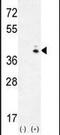 Galactokinase 1 antibody, PA5-13844, Invitrogen Antibodies, Western Blot image 