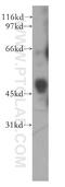 BPI Fold Containing Family B Member 2 antibody, 13461-2-AP, Proteintech Group, Western Blot image 