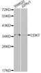 Cyclin Dependent Kinase 7 antibody, LS-C748009, Lifespan Biosciences, Western Blot image 