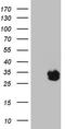 BMP And Activin Membrane Bound Inhibitor antibody, CF807760, Origene, Western Blot image 