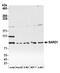 BRCA1 Associated RING Domain 1 antibody, A300-263A, Bethyl Labs, Western Blot image 