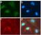 SRC Proto-Oncogene, Non-Receptor Tyrosine Kinase antibody, 701396, Invitrogen Antibodies, Immunofluorescence image 