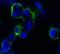 EPH Receptor B4 antibody, orb89263, Biorbyt, Immunofluorescence image 