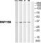 Ring Finger Protein 113B antibody, PA5-39570, Invitrogen Antibodies, Western Blot image 