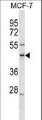 Scm Polycomb Group Protein Like 1 antibody, LS-C158923, Lifespan Biosciences, Western Blot image 