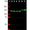 Neurofilament Medium antibody, PA1-10015, Invitrogen Antibodies, Western Blot image 