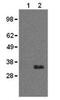 CD20 antibody, 14-0201-80, Invitrogen Antibodies, Western Blot image 