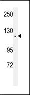 C20orf17 antibody, MBS9202384, MyBioSource, Western Blot image 