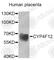 Cytochrome P450 Family 4 Subfamily F Member 12 antibody, A4954, ABclonal Technology, Western Blot image 