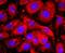 WAP Four-Disulfide Core Domain 2 antibody, A02685, Boster Biological Technology, Immunocytochemistry image 