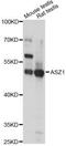 Ankyrin Repeat, SAM And Basic Leucine Zipper Domain Containing 1 antibody, LS-C749448, Lifespan Biosciences, Western Blot image 