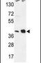 NADH:Ubiquinone Oxidoreductase Subunit A10 antibody, PA5-26771, Invitrogen Antibodies, Western Blot image 