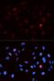 Cyclin Dependent Kinase 1 antibody, orb129555, Biorbyt, Immunocytochemistry image 