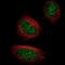 Tet Methylcytosine Dioxygenase 2 antibody, NBP2-76510, Novus Biologicals, Immunofluorescence image 
