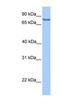 Lebercilin LCA5 antibody, NBP1-55416, Novus Biologicals, Western Blot image 