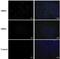 Enterovirus 71 antibody, NBP2-42843, Novus Biologicals, Immunocytochemistry image 