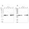 Nucleotide Binding Protein 1 antibody, PA5-59736, Invitrogen Antibodies, Western Blot image 