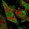 DEAD-Box Helicase 23 antibody, NBP1-87213, Novus Biologicals, Immunofluorescence image 