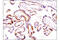 EPH Receptor B4 antibody, 14960S, Cell Signaling Technology, Immunohistochemistry paraffin image 