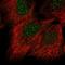 Centromere Protein C antibody, PA5-66154, Invitrogen Antibodies, Immunofluorescence image 