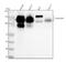 Carcinoembryonic Antigen Related Cell Adhesion Molecule 1 antibody, M00923-2, Boster Biological Technology, Western Blot image 