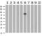 Cytochrome P450 Oxidoreductase antibody, M02166-1, Boster Biological Technology, Western Blot image 