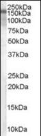 TSC Complex Subunit 1 antibody, orb89722, Biorbyt, Western Blot image 