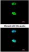 Mastermind Like Transcriptional Coactivator 1 antibody, NBP1-33638, Novus Biologicals, Immunocytochemistry image 
