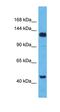WW And C2 Domain Containing 2 antibody, orb327148, Biorbyt, Western Blot image 