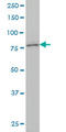 Potassium Voltage-Gated Channel Subfamily C Member 3 antibody, LS-C197570, Lifespan Biosciences, Western Blot image 