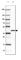 ADP-Ribosylhydrolase Like 1 antibody, HPA066478, Atlas Antibodies, Western Blot image 