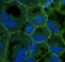 Tight Junction Protein 1 antibody, LS-B9774, Lifespan Biosciences, Immunofluorescence image 