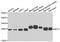 NFU1 Iron-Sulfur Cluster Scaffold antibody, PA5-77130, Invitrogen Antibodies, Western Blot image 