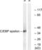 CCAAT Enhancer Binding Protein Epsilon antibody, LS-C117833, Lifespan Biosciences, Western Blot image 