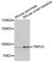 Transient Receptor Potential Cation Channel Subfamily V Member 3 antibody, PA5-76545, Invitrogen Antibodies, Western Blot image 