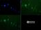 Lysine Demethylase 3A antibody, NBP1-49601, Novus Biologicals, Immunocytochemistry image 